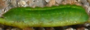 Candalides hyacinthina hyacinthina - Final Larvae